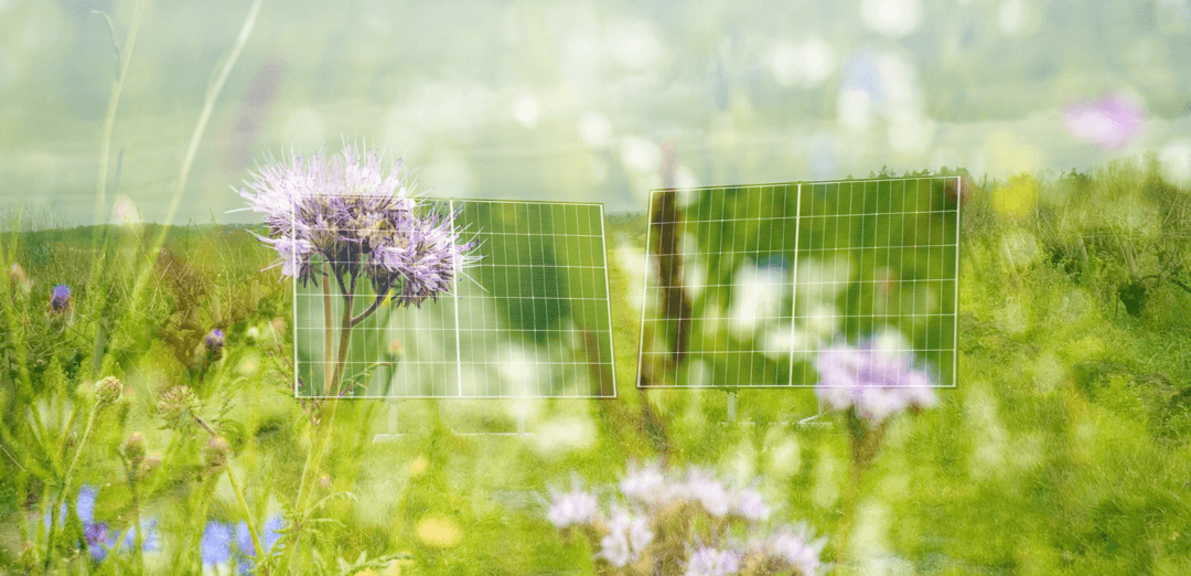 🌱 Panneaux solaires & biodiversité : amis ou ennemis ?